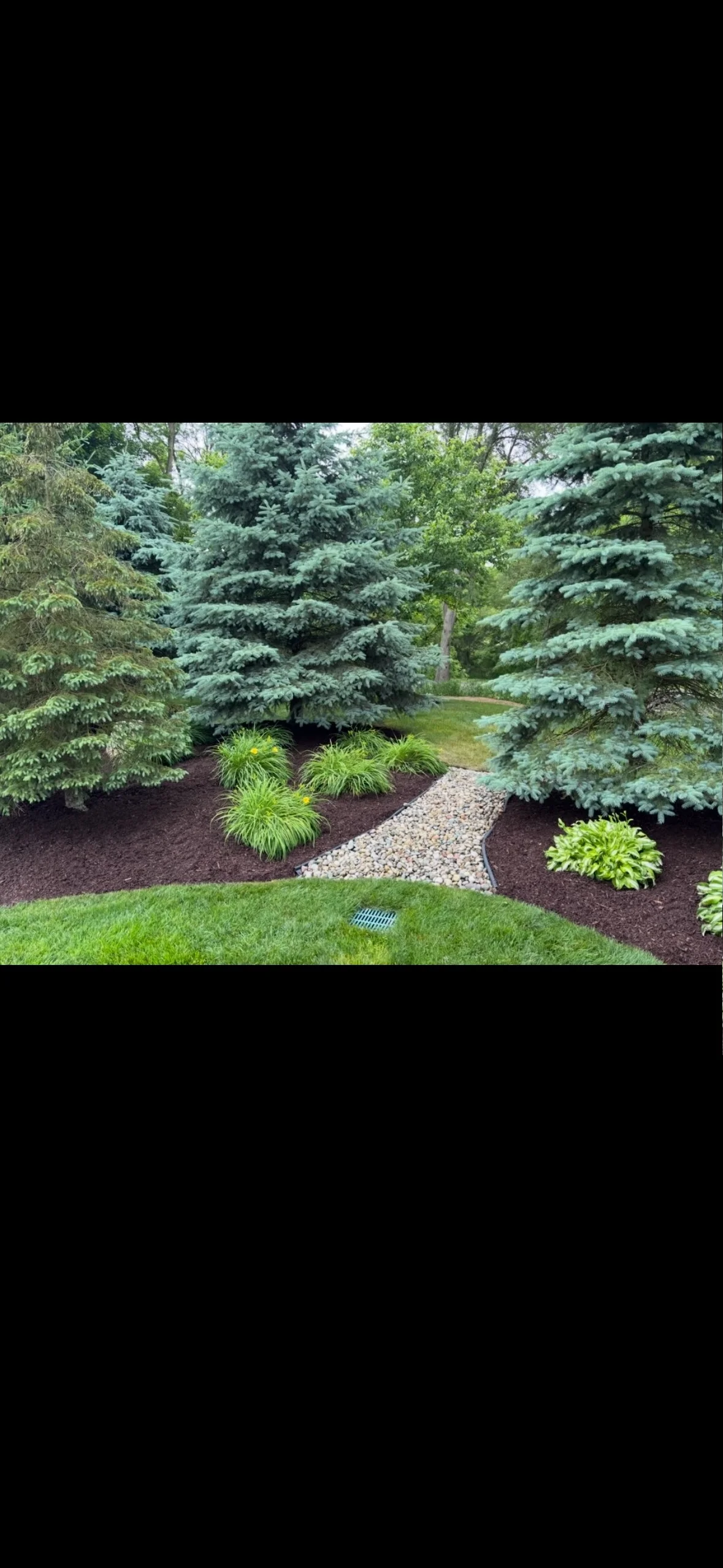Mulch path with trees in Milford, MI